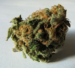 662px-Macro_cannabis_bud