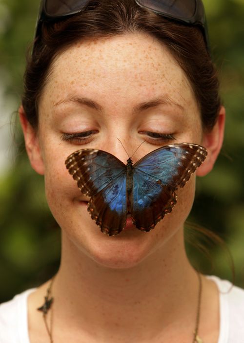 BUTTERFLYOliScarff:Getty