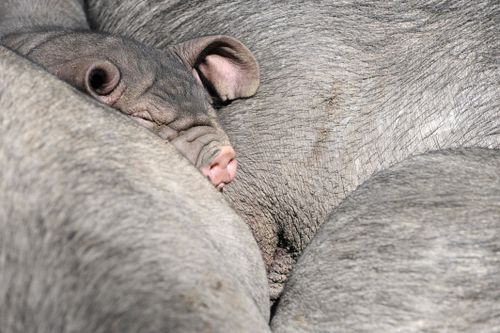 PIGGIEBarbaraSax:Getty