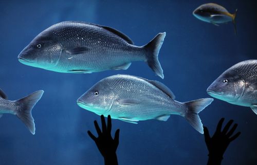 FISHJewelSamad:AFP:Getty