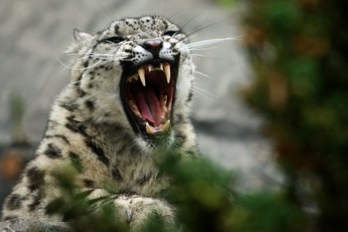 SNOWLEOPARDChrisMcGrath:Getty