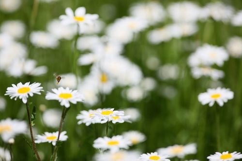 DAISIESDanKitwood:Getty