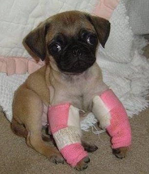Casts-puppy