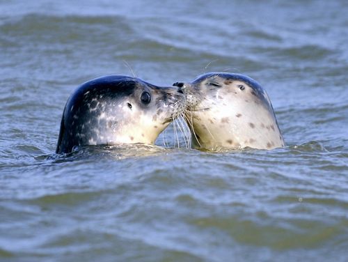 SEALSNigelTreblin:AFP:Getty