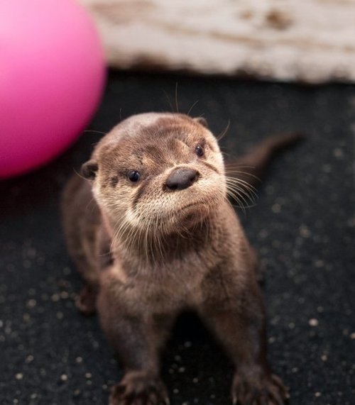 Otter