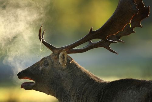 DeerChristopherFurlongGetty2