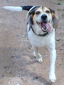 Rosie-running-cropped-s1