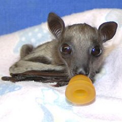 Baby-bat