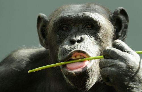 ChimpCameronSpencerGettyImages