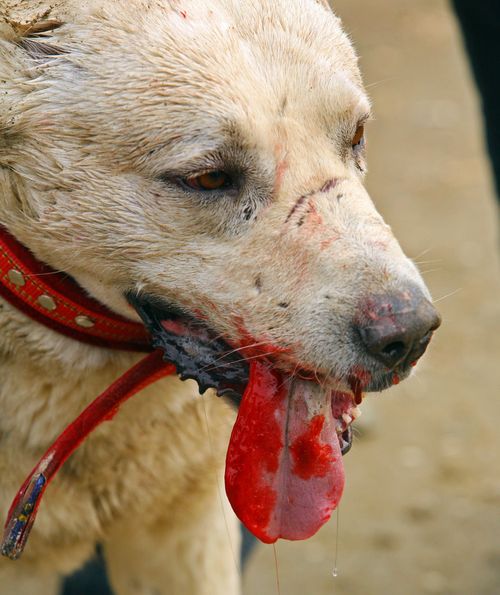 DogMajidSaeediGettyImagess