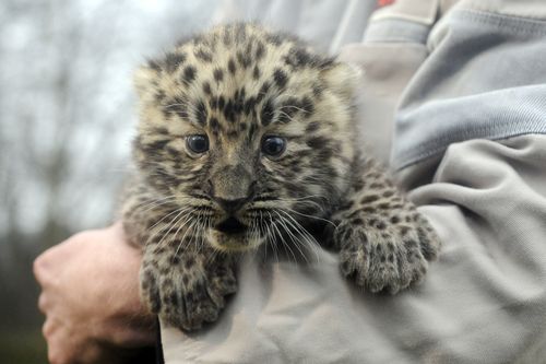 AmurNigelTreblinAFPGettyImages