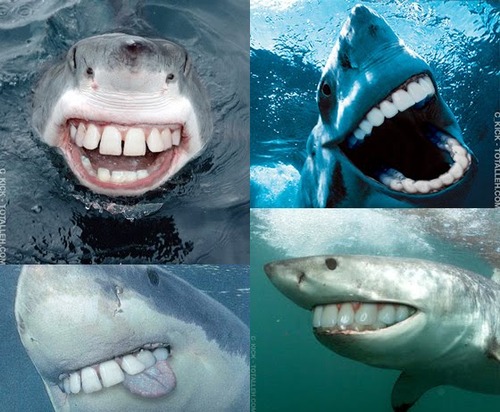 Shark-smiles