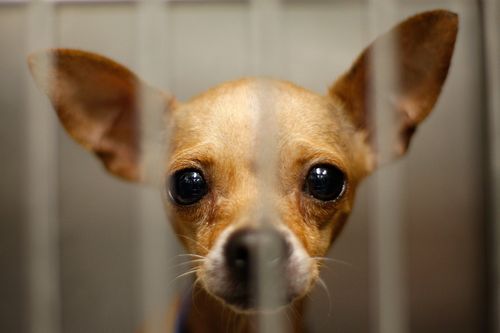 ChihuahuaDavidMcNewGettyImages