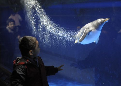 PENGUINToshifumiKitamura:AFP:Getty