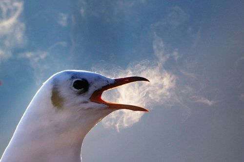 GULLDanKitwood:Getty