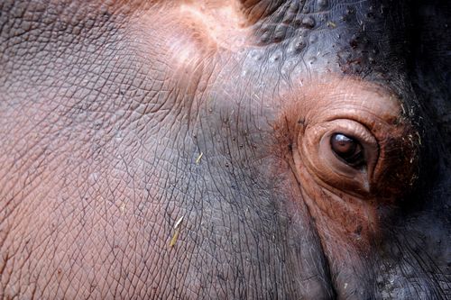 OrionRaulArboledaAFPGetty