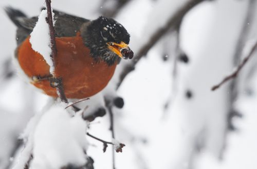 REDROBINJewelSamad:Getty