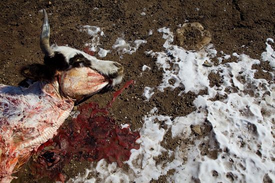 MONGOLCOWPaulaBronstein:Getty