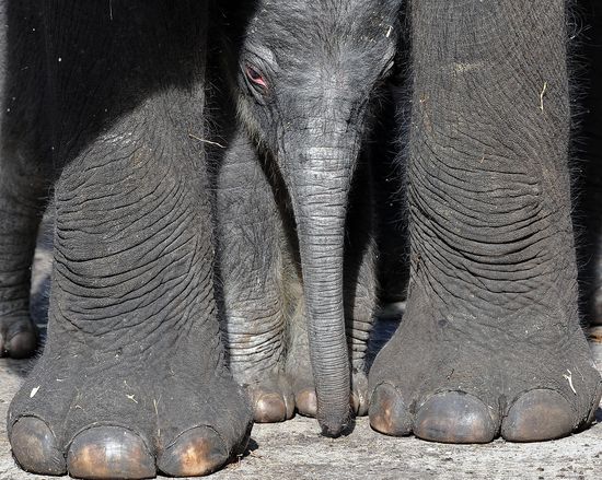 ShufflesBlackWoodGetty