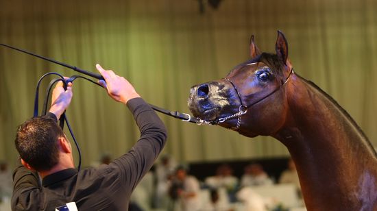 COLTKarimSahib:AFP:Getty