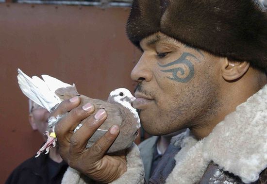 Mike-tyson-pigeon