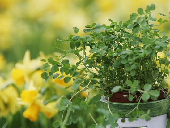 SHAMROCKPaulMcErlane:Getty