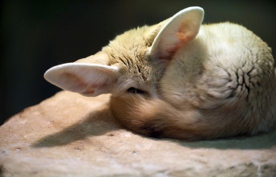 FennecJeanChristopheVerhaegenGetty