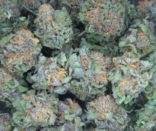 Purple_kush-1