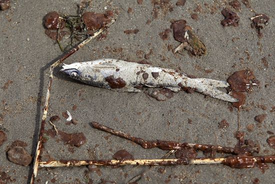 DEADFISHJohnMoore:Getty