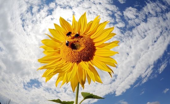 SUNFLOWERThomasLohnes:Getty