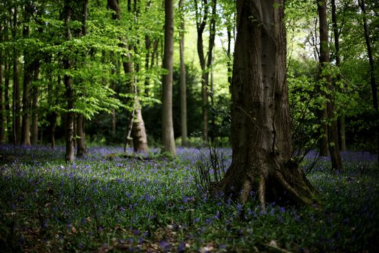 BLUEBELLSDanKitwood:Getty