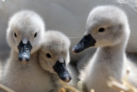 CygnetsMattCardyGettyImages