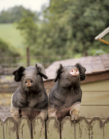 Pigpen-English-Saddleback-Pigs-HTOURS0706-de