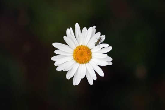 FlowerDanKitwoodGettyImages