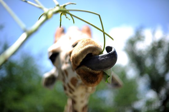 Gf6a00d83451c45669e2013481831d68970c-550wi