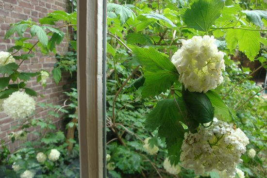 Hague-netherlands-1020am