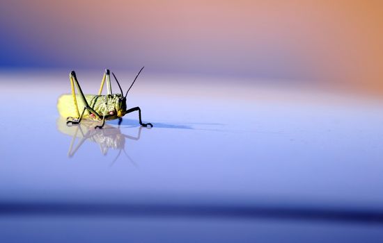 GRASSHOPPERPaulEllis:AFP:Getty