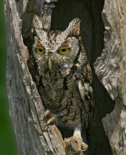 Tumblr_l7h0ddVQCt1qclcx7o1_500