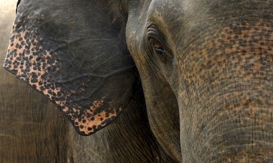 ELEPHANTIsharaSKodikara:AFP:Getty