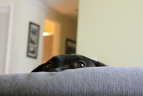 Tumblr_l6tj2fmMKj1qzpwi0o1_500