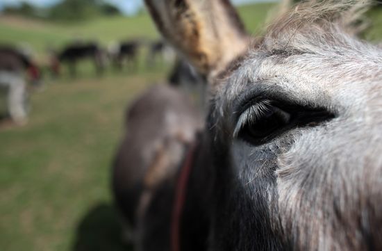 Donkey_Sanctuary
