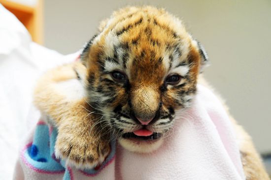 BabyTigerGettyImages