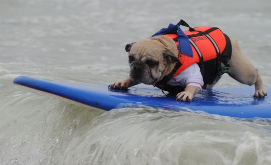 SurfDogMarkRalstonGettyImage