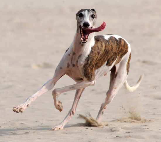 WhippetAntonyDicksonAFPGetty