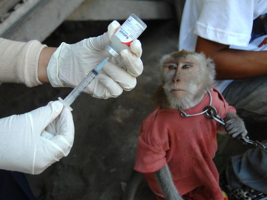 MonkeyShotSonnyTumbelakaAFPGetty