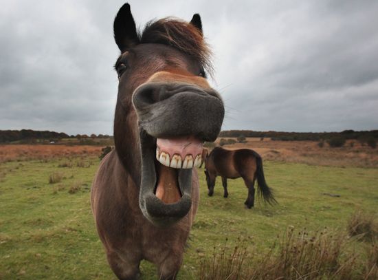 HorseMouthMatt CardyGetty