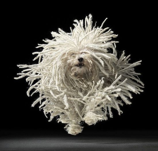 Dog-Photography-by-Tim-Flach-1