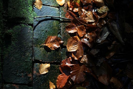 LeavesMattCardyGettyImages LeavesMattCardyGettyImages