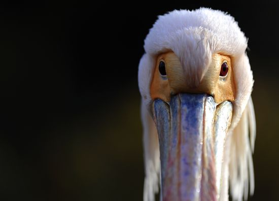 StorkAdrianDennisGetty StorkAdrianDennisGetty