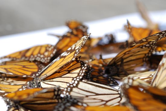 2605942257_68b2aca959_b